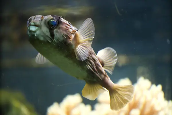 Fugu Vissen Een Aquarium Ogen Gloeien Enge Mystieke Ogen — Stockfoto