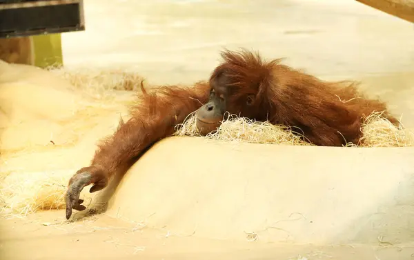 Orang Utans Münchner Zoo Tierporträts Irrt — Stockfoto