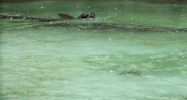 Тюлени Морские Львы Плавают Воде Бассейн Попозирую Фото Дикий Парк — стоковое фото