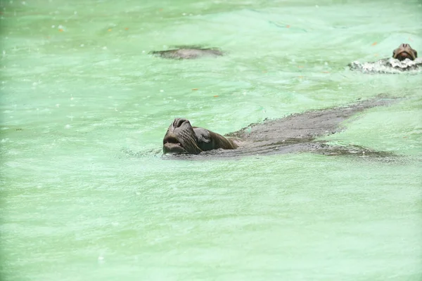 Robben Und Seelöwen Schwimmen Wasser Schwimmbad Posieren Für Ein Foto — Stockfoto