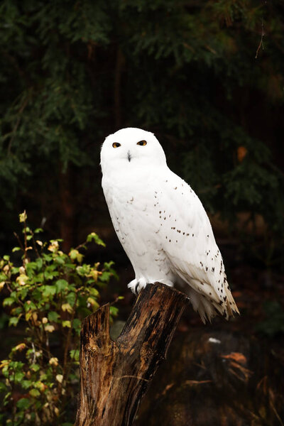 White owl in the forest. Posing for a photo. Wild park. Contact with animals.