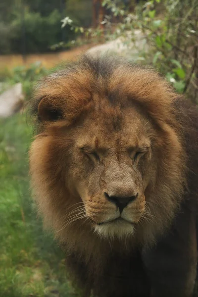 Lion Portrait Bushes Posing Photo Wild Park Contact Animals — Stock Photo, Image