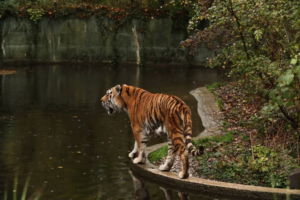 A tiger walks near a lake in the forest. autumn Posing for a photo. Wild park. Contact with animals.