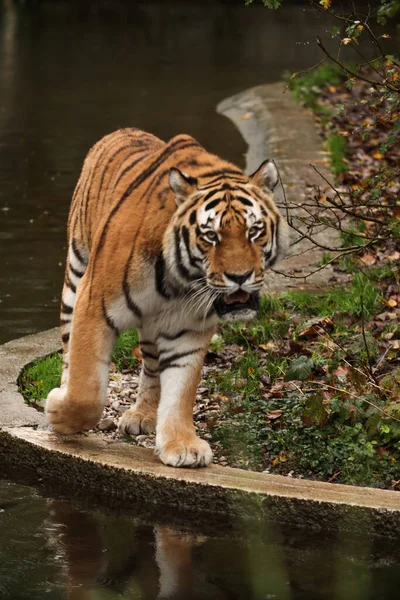 Тигр Прогулюється Біля Озера Лісі Осінь Позування Фотографію Дикий Парк — стокове фото