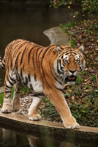 Tigre Promène Près Lac Dans Forêt Automne Poser Pour Une — Photo