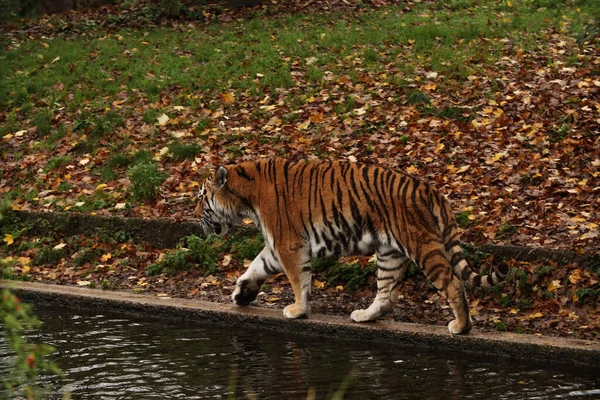 A tiger walks near a lake in the forest. autumn Posing for a photo. Wild park. Contact with animals.