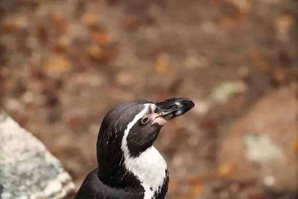 Pingouins Dans Parc Avec Des Feuilles Jaunes Automne Poser Pour — Photo
