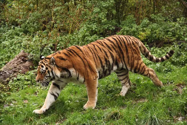 Tygr Kráčí Poblíž Jezera Lese Podzim Pózování Pro Fotku Divoký — Stock fotografie
