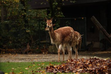 Lama sonbahar yaprakları ve çimenlerde yürüyor. Fotoğraf için poz vermek. Vahşi park. Hayvanlarla temas.