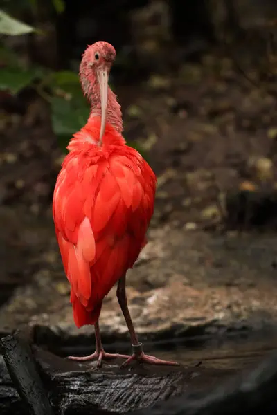 Red Ibis Rio Parque Com Folhas Amarelas Outono Posando Para — Fotografia de Stock
