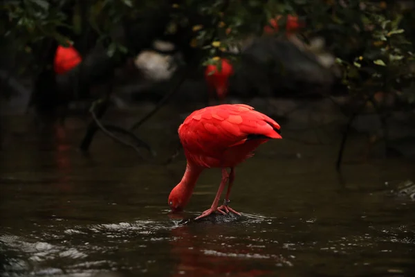 Ibis Rouge Dans Rivière Dans Parc Avec Des Feuilles Jaunes — Photo