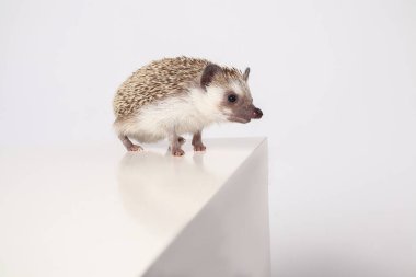 Beyaz arka planda Afrika kirpisi. Atelerix