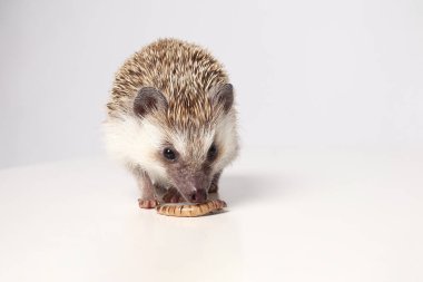 Beyaz arka planda yaşayan Afrikalı bir kirpi larva yer. Atelerix