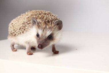 Beyaz arka planda Afrika kirpisi. Atelerix