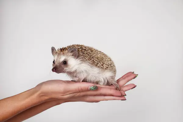 African hedgehog on a white background in hands. Atelerix