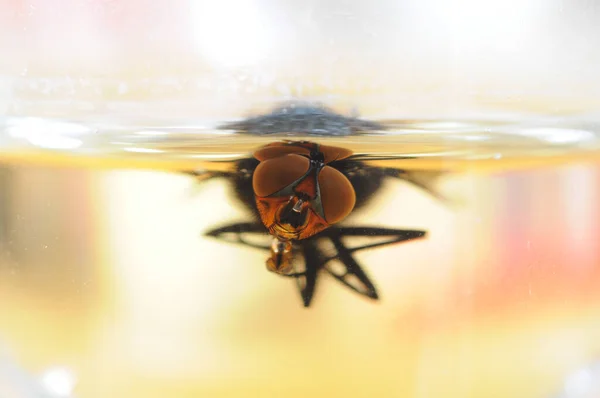 Fly Swimming Beer — Stock Photo, Image