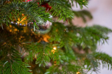 Bir noel ağacının dalına yakın çekim