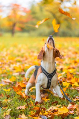 Bir Beagle ile Sonbahar Mutluluğu: Parkta Mevsimsel Zevk Yakalıyorum