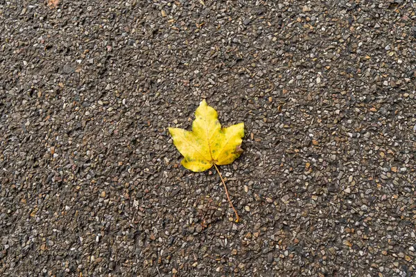 Autumn Leaf Asphalt — Stock Photo, Image