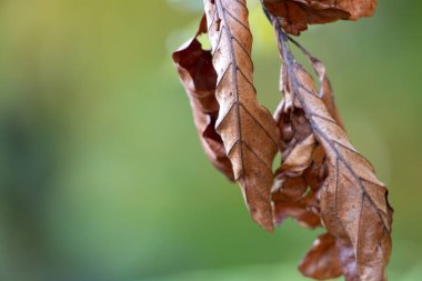 Yumuşak, yemyeşil bir zemin üzerinde kahverengi yaprakların sessiz güzelliğini yansıtan sakin bir kompozisyon.