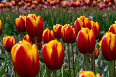 Tulipa Kaufmanniana 'nın büyüleyici dansını tecrübe edin, yaygın olarak Waterlily laleleri olarak bilinir, kuş bakışı bir bakış açısından. Bu üstteki görüntü, Kaufmann lalelerinin karmaşık desenlerini ve canlı renklerini yakalıyor ve büyüleyici bir manzara yaratıyor..