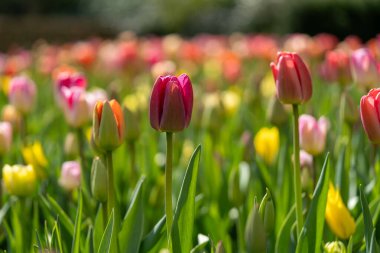 Tulipa Kaufmanniana 'nın büyüleyici dansını tecrübe edin, yaygın olarak Waterlily laleleri olarak bilinir, kuş bakışı bir bakış açısından. Bu üstteki görüntü, Kaufmann lalelerinin karmaşık desenlerini ve canlı renklerini yakalıyor ve büyüleyici bir manzara yaratıyor..