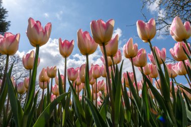 Tulipa Kaufmanniana 'nın büyüleyici dansını tecrübe edin, yaygın olarak Waterlily laleleri olarak bilinir, kuş bakışı bir bakış açısından. Bu üstteki görüntü, Kaufmann lalelerinin karmaşık desenlerini ve canlı renklerini yakalıyor ve büyüleyici bir manzara yaratıyor..