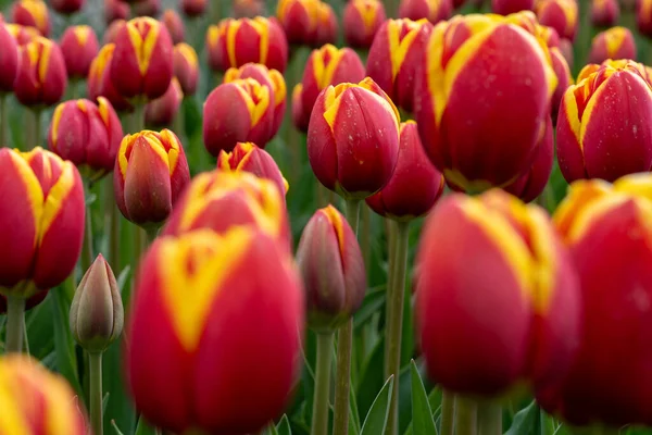 Experience the mesmerizing dance of Tulipa kaufmanniana, commonly known as Waterlily Tulips, from a bird\'s-eye view. This top view captures the intricate patterns and vibrant colors of multiple Kaufmann\'s Tulips, creating a captivating spectacle.