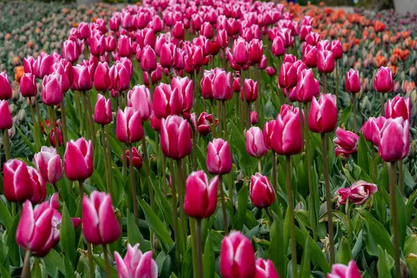 Immerse yourself in the breathtaking beauty of a vast field adorned with Tulipa agenensis, commonly known as Eastern Star Tulips. This enchanting scene captures the essence of spring as these vibrant blooms dance together.