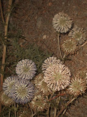 Blooming thorns in Israel