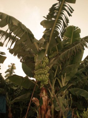 Cyprus - a garden full of greenery