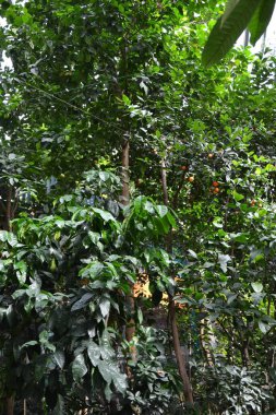 Yeşillik dolu botanik bahçesinde güzel bir mandalina.