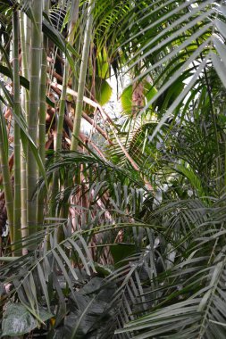 Yeşillik dolu güzel bir botanik bahçesi