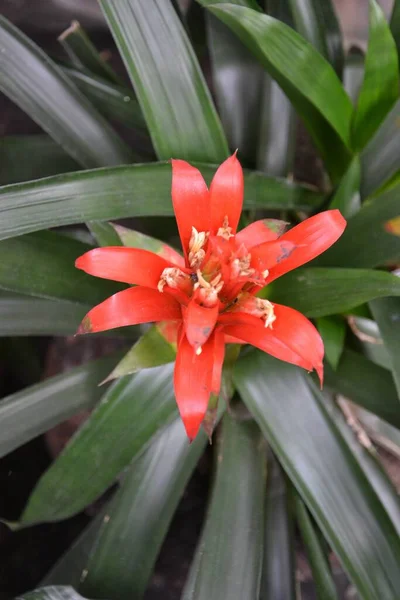 Beautiful Bromeliads Botanical Garden — Stock Photo, Image
