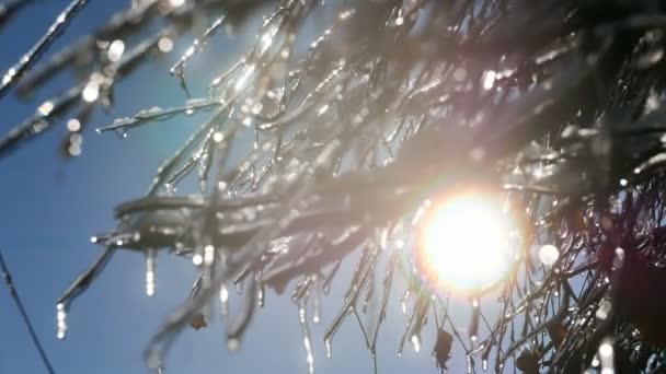 Bahçedeki Ağaçlarla Kaplı Kış Arka Planı Dalların Arasından Görünen Güneş — Stok video