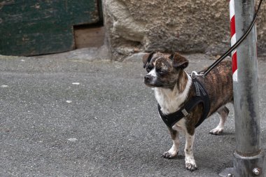 Sokakta oturan küçük bir köpek yavrusu. Sokak Köpeği Portresi