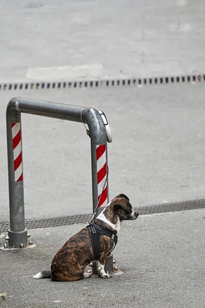Υπαίθρια Ζώα Ένα Μικρό Σκυλί Κάθεται Στο Δρόμο Πορτρέτο Σκύλου — Φωτογραφία Αρχείου