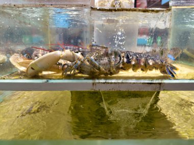 Pazarda taze ıstakoz.