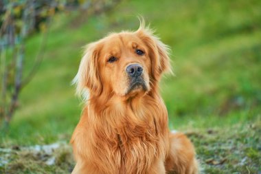 Uzun otların arasından geçen neşeli bir golden retriever. Kürkü güneş ışığını yakalıyor.