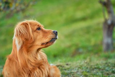 Uzun otların arasından geçen neşeli bir golden retriever. Kürkü güneş ışığını yakalıyor.