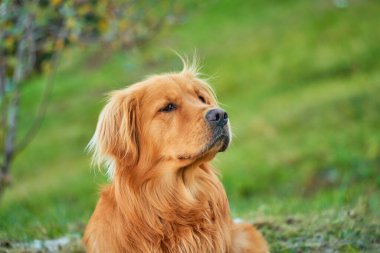 Uzun otların arasından geçen neşeli bir golden retriever. Kürkü güneş ışığını yakalıyor.