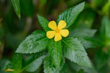  Yeşil Yapraklar Üzerinde Çiçek Sarı