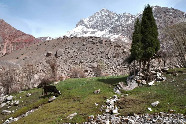 Les Monts Fann Dans Région Occidentale Tadjikistan — Photo