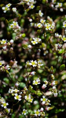 Küçük çiçekler Draba verna