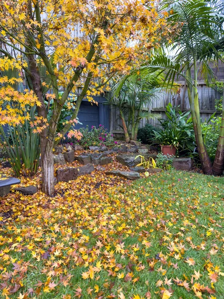 Golden Fall Autumn Leaves Green Grass Backyard Garden — Stock Photo, Image