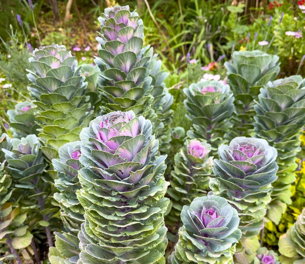 Floración Ornamental Col Brassica Oleracea Hojas Tonos Verde Púrpura — Foto de Stock