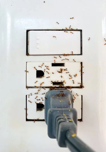 Infestación Hormigas Una Toma Corriente Eléctrica Para Control Plagas Hogar —  Fotos de Stock
