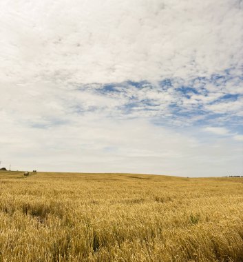 Hasat için hazır tahıl tarlaları Güney Avustralya 'ya kadar uzanıyor.