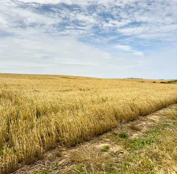 Graanvelden Die Klaar Zijn Voor Oogst Strekken Zich Uit Verte — Stockfoto