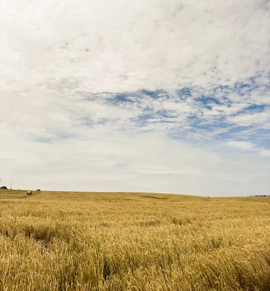 Поля Зерна Готовые Сбору Урожая Простираются Вдаль Южной Австралии — стоковое фото